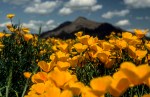 OWENS_1_Gold_Poppies