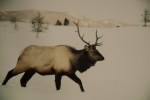 OWENS_4_Elk