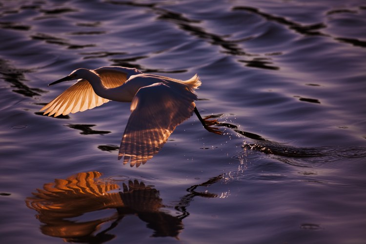 Darling Egret © Tim Grey