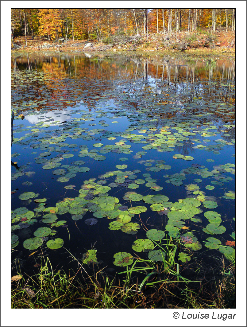 Lily pads in pond reflection