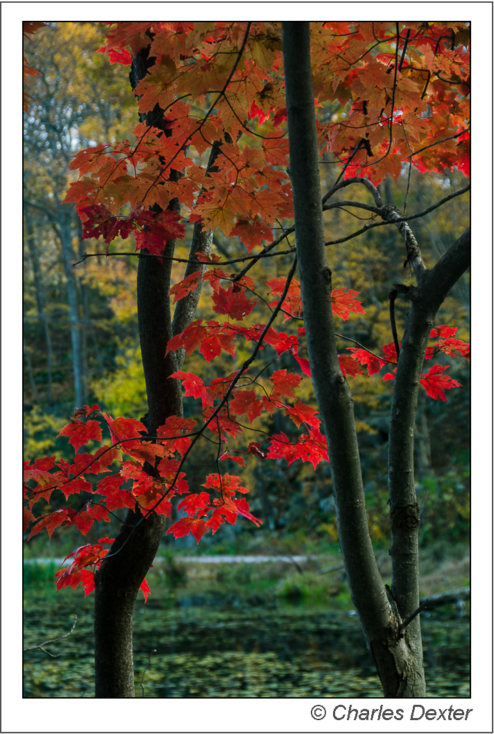 Autumn Red Maple