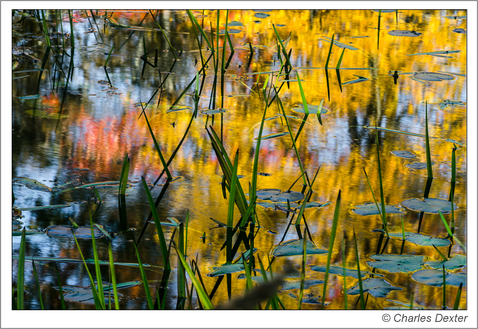Autumn reflections
