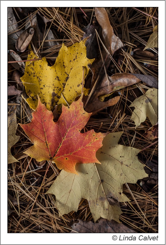 3 Leaves, Red, Yellow and White