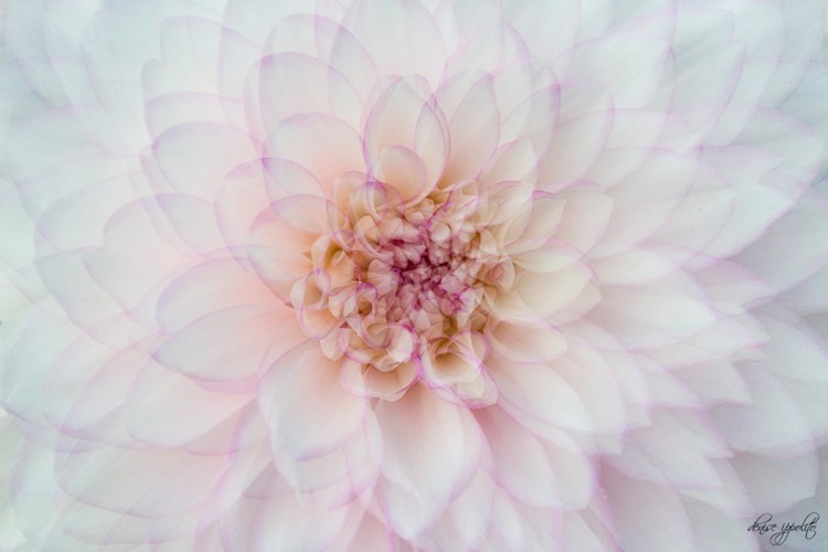 Dahlia © Denise Ippolito