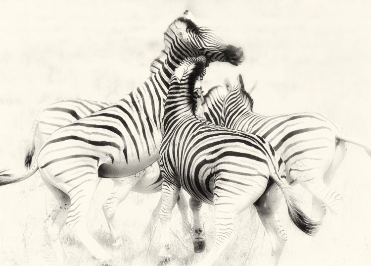 Photo of Burchell’s Zebra in Namibia by Madeleine Barbara