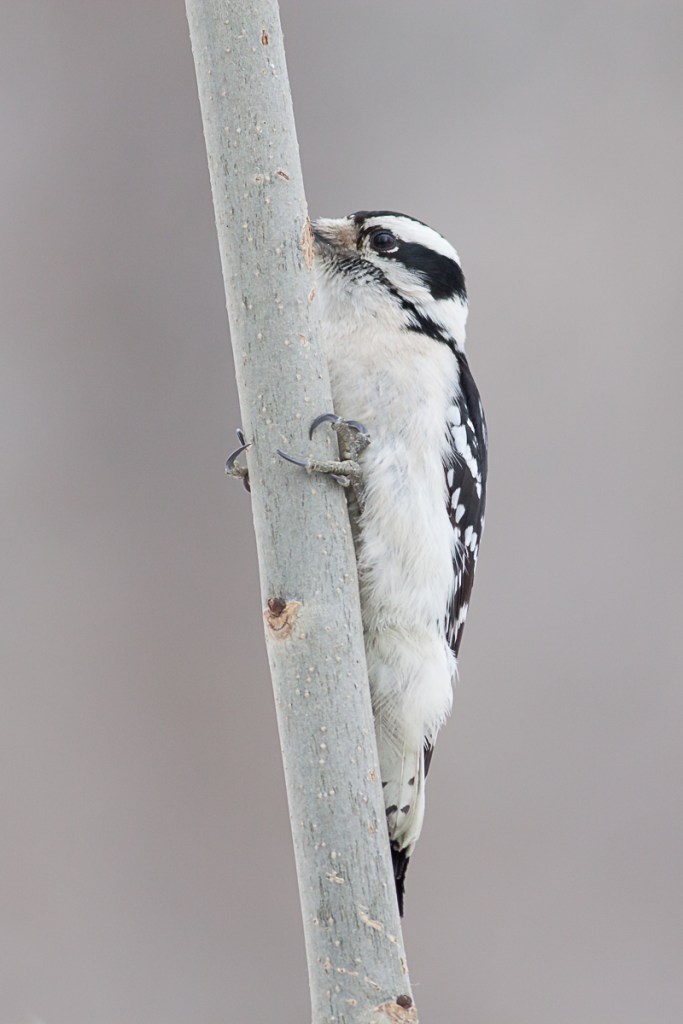 Downy woodpecker in January, Central Park © Charles Chessler