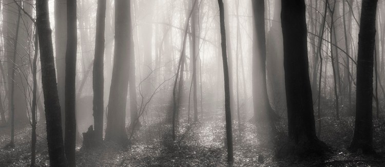 Photo, Fog on New Year's Day, Connecticut woods, 2012 © Tom Gril
