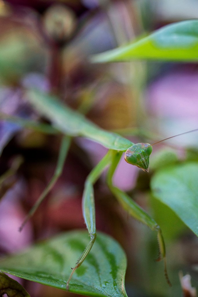 Color photograph, Mantis © Ken Hubbard