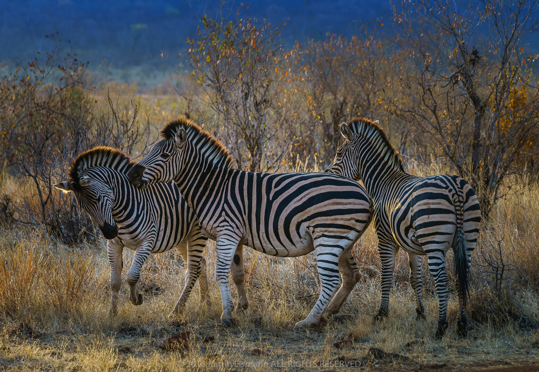 Photograph of three zebras, © Katrin Eismann