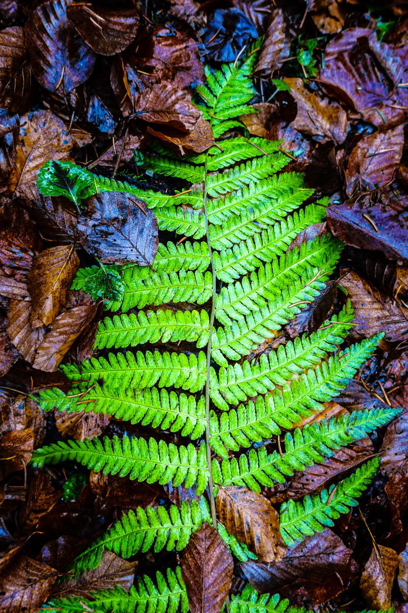 Photograph, green fern frond on brown leaves, © Katrin Eismann