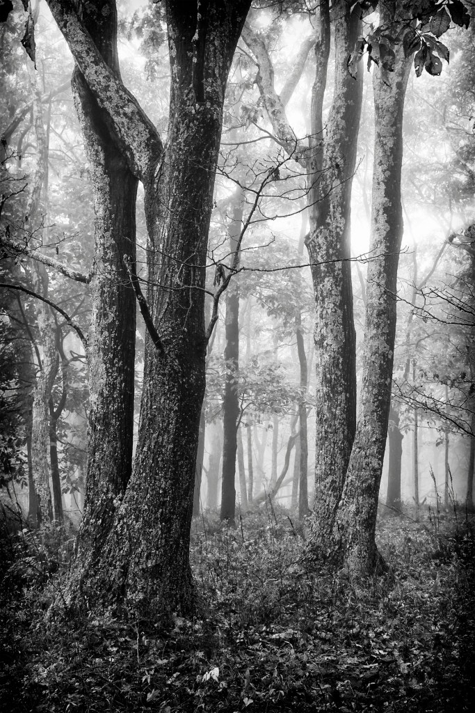 Black and white photo of trees ©David Brommer