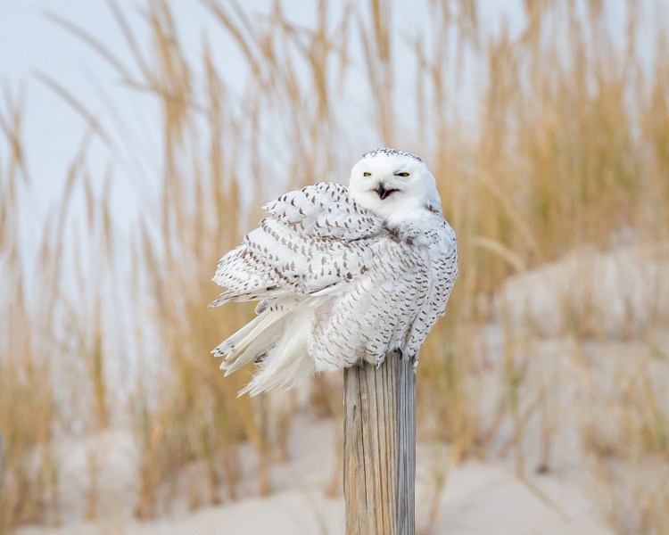 Color photo of snowy owl on post in snowy field. Snowy Owl © Sharron Lee Crocker