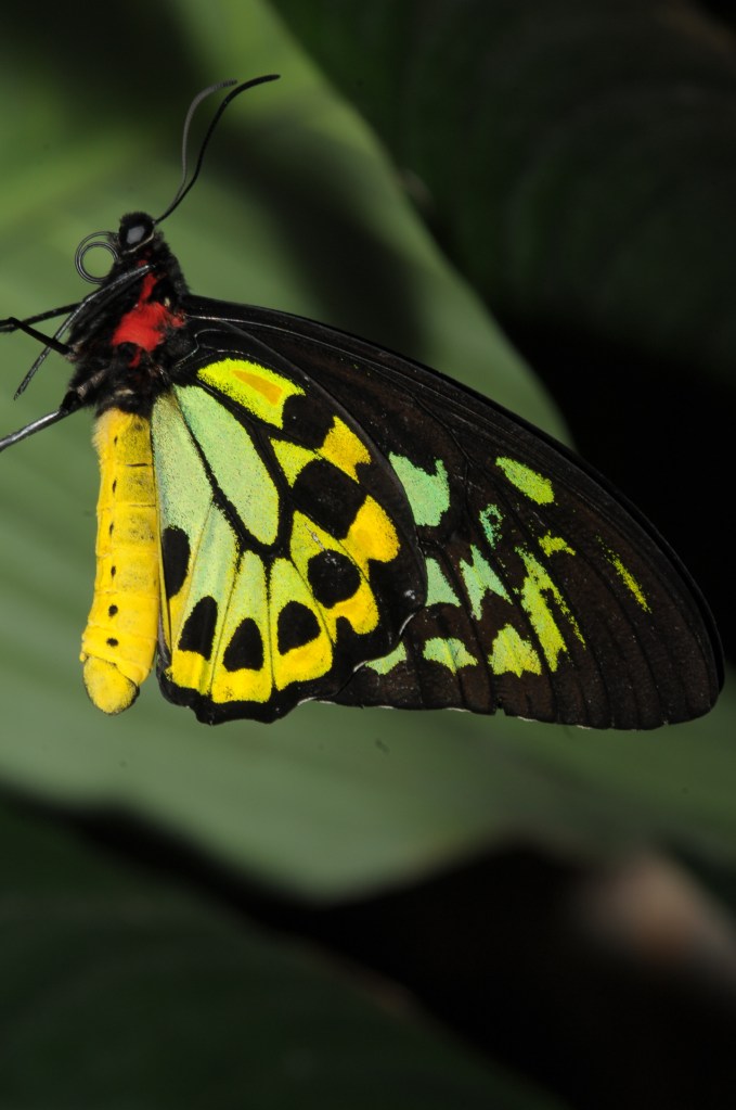 Color photograph of butterfly © Pierre Henri