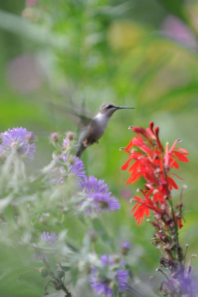 Color photograph of hummingbird and flowers © Pierre Henri