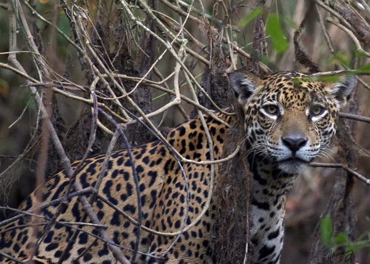 I had the honor of officially naming this beautiful creature. The Jaguar Identification Project, a non-profit conservation organization, collects data on individual jaguars in the Pantanal. Curiosa, Pantanal © Nancy Langer