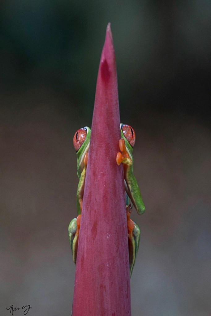 Red Eyed Tree Frog, Costa Rica © Nancy Langer