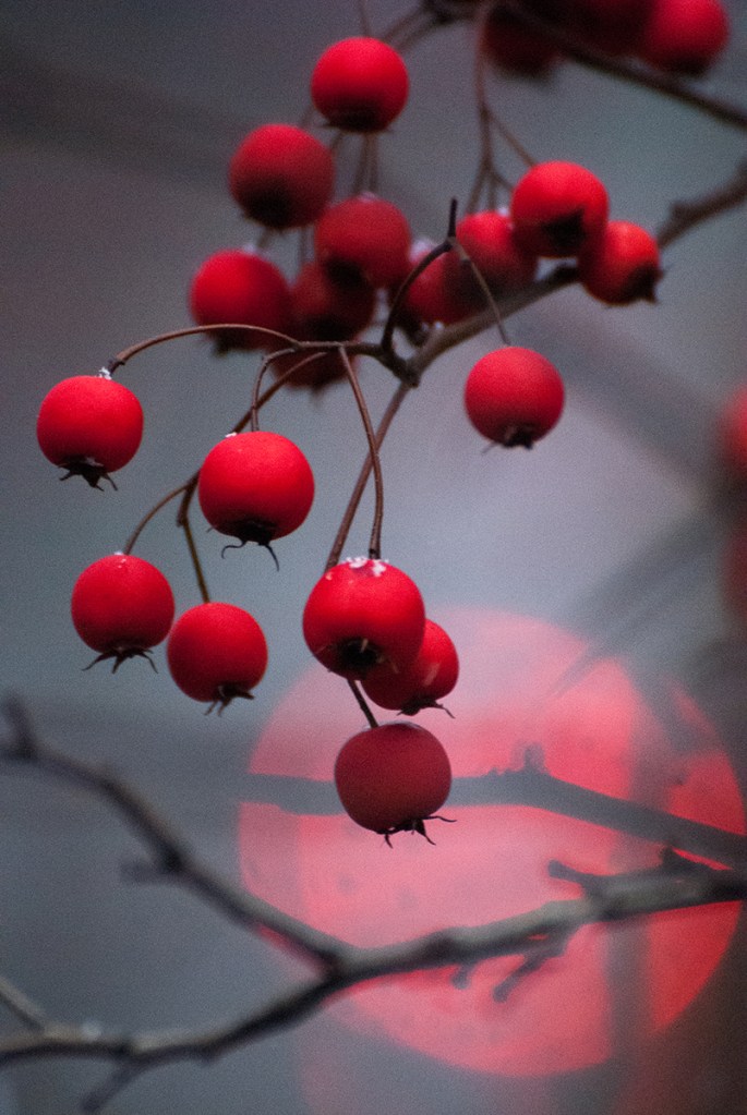 Winter red berries in Central Park, NYC. A traffic light turns red in the distance on Central Park West at 103 Street. © Linda Calvet
