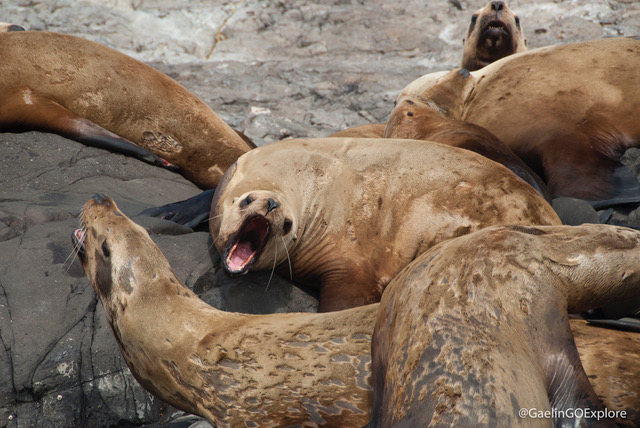 Photograph of seals © Gaelin Rosenwaks