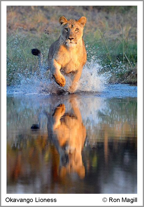 Okavango Lioness © Ron Magill