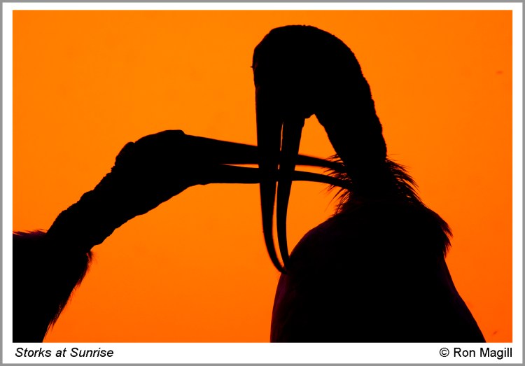 Storks at Sunrise