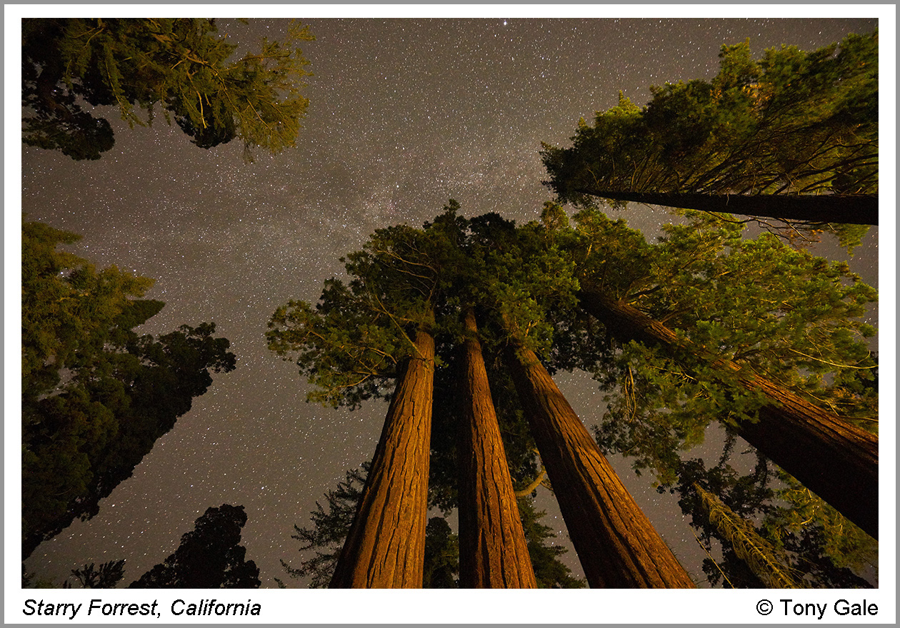 Starry Forrest  © Tony Gale