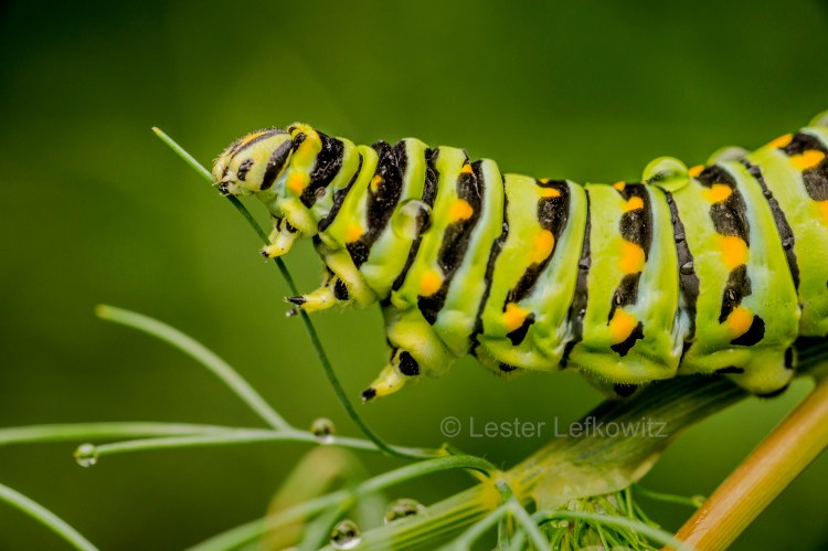 © Lester Lefkowitz macro photography