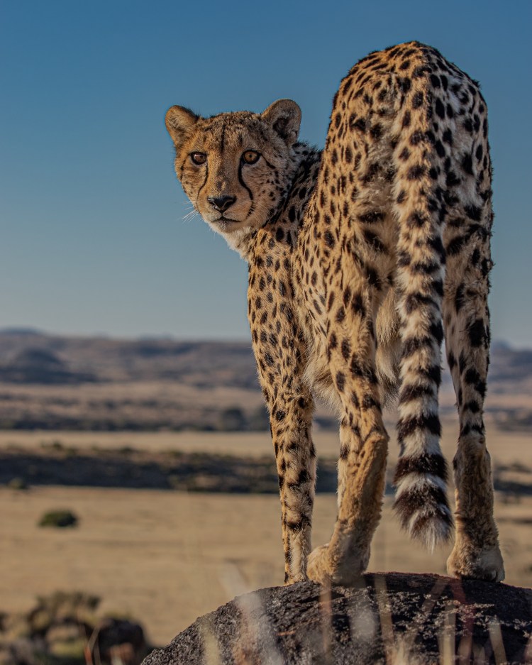 Photograph of Cheetah Posing, South Africa