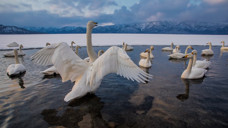 Photograph of Swans on winter lake