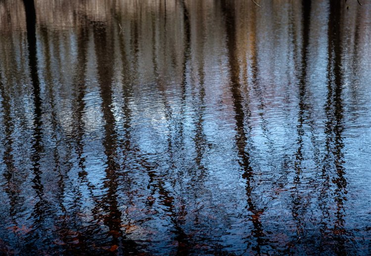 Alley Pond Park, Queens, NY © Claudia Schellenberg
