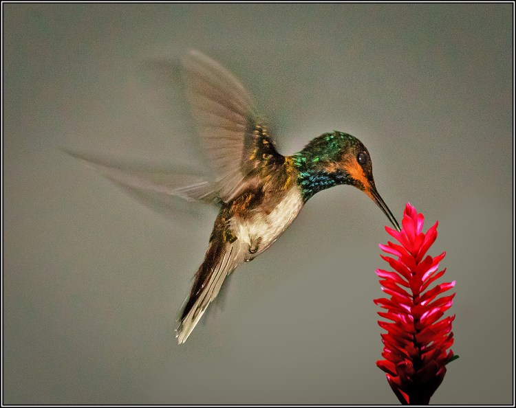Hummer on Ginger © Chuck Pine
