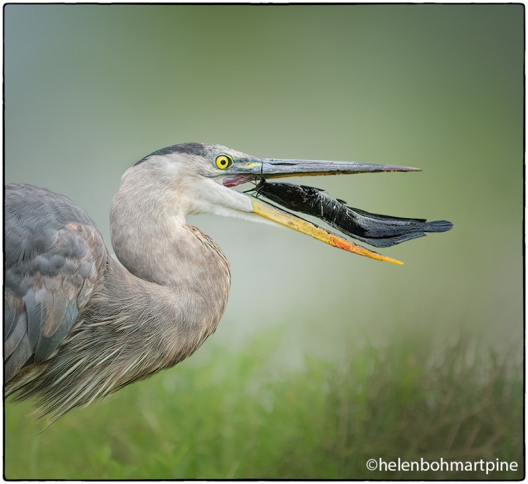 Great Blue Heron with Catfish © Helen Pine