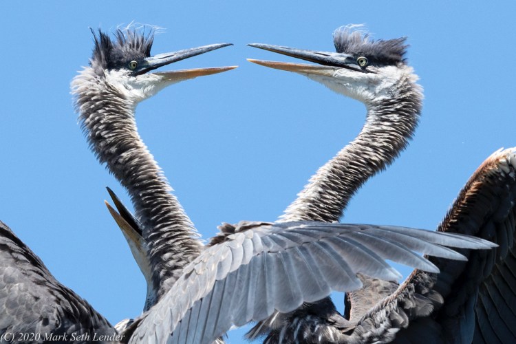 Great Blue Heron - Cain and Abel Reach an Understanding © Mark Seth Lender