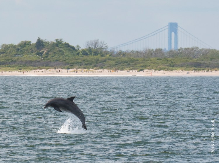 © Ardith Bondi, Yellow Breasted Chat on Tombstone, Queens, NY