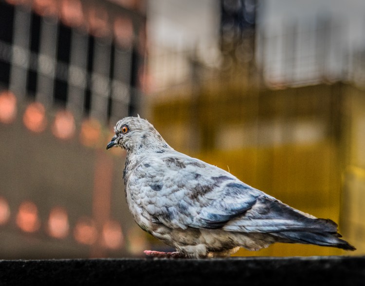 © John Brengleman, New Yorker, New York City, NY