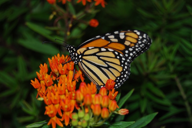 © Sherman Eng, Butterfly, Long Island Aquarium, NY