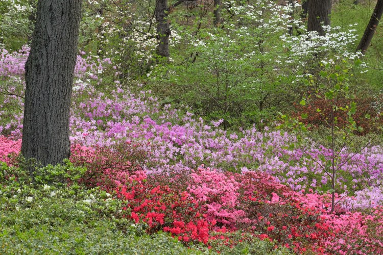 © Bill Frick, Study in Yellow, New York Botanical Garden