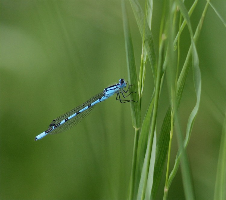 © Trudy Fitschi, Damselfly, Lake Constance, Germany