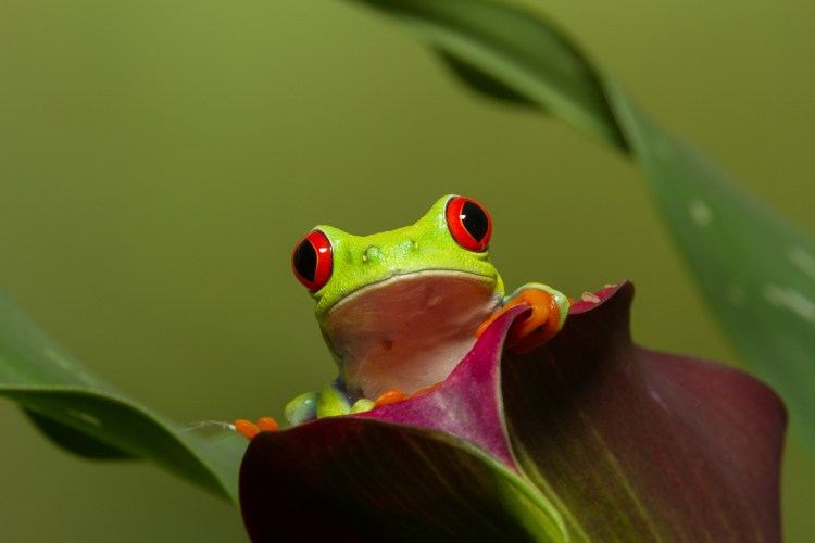 © Harvey Kopel, Tree Frog, Florida