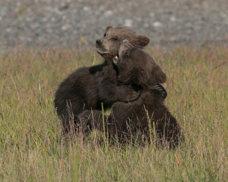 © Nancy Langer, 5-Month Old Grizzly Cubs, Lake Clark NP, Alaska