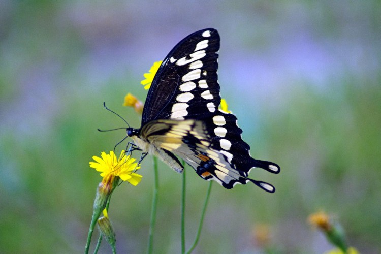 © Avi Lewis, Giant Swallow Tail, Adirondacks Preserve, NY