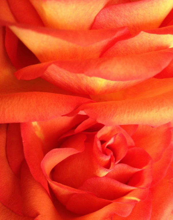 © Marsha Peruo, Layers of Roses, New York