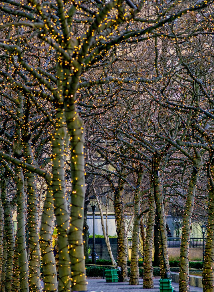 © Nolan Rhodes, Urban Trees, Battery Park City, NYC