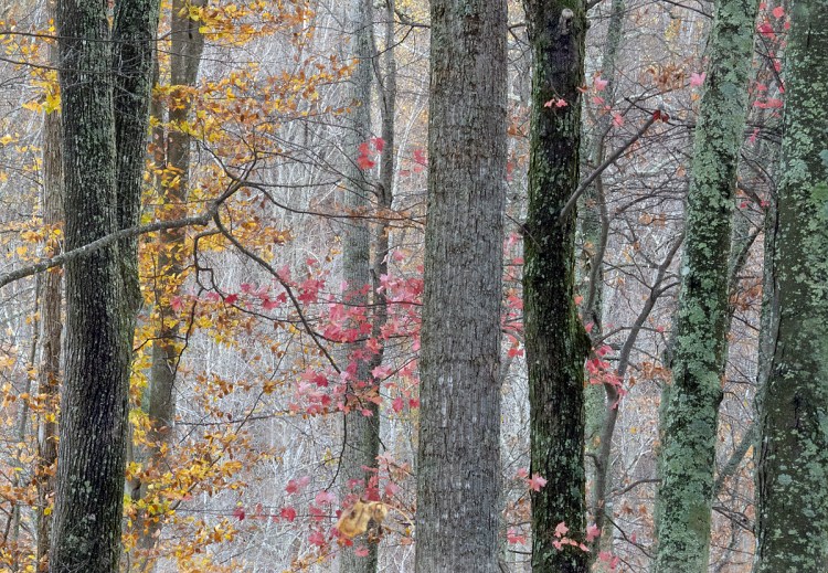 © Judy Rosenblatt, October Snow, Smokey Mountains, TN