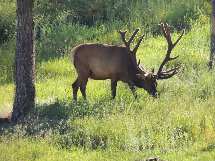 © Lisa Carlson Taub, Elk, Grand Teton NP, WY