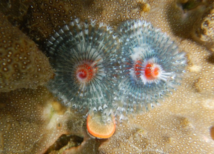© Peter Wies, On the Reef: Hydroid Colony, Raja Ampat, Indonesia