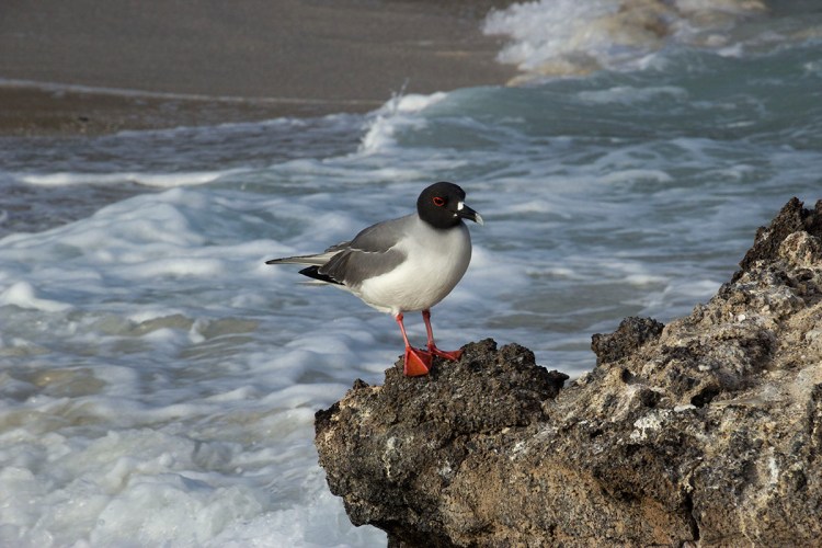 © Ann Wenzel, Swallow Tailed Gull at Pinnacle Rock, Bartholomew Island, Galapagos