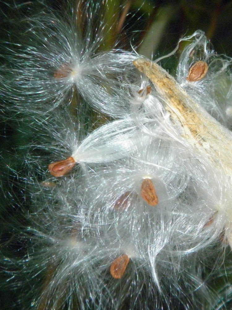Milkweed Seeds © Louise Luger
