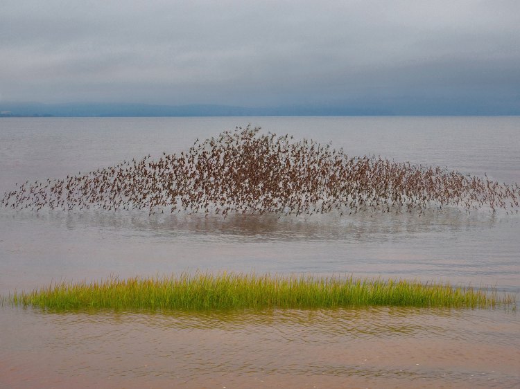 Birds Migration © Stephen Patterson