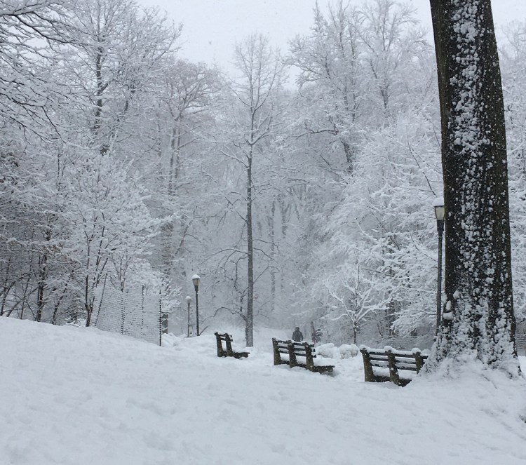 Prospect Park snow benches © Peggy Wortman