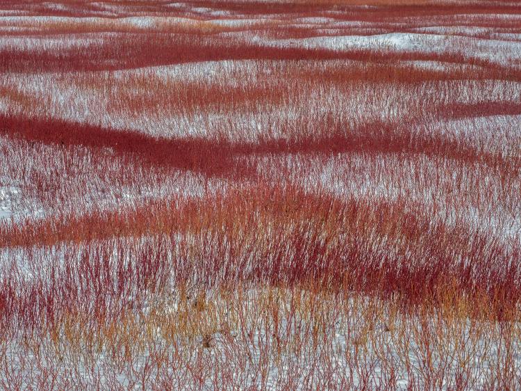 Winter Blueberry Field © Stephen Patterson